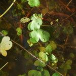 Hydrocotyle ranunculoides 整株植物