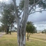 Eucalyptus tereticornis Kůra