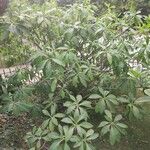 Edgeworthia tomentosa Fuelha