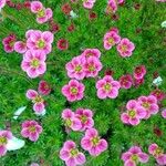 Saxifraga rosaceaപുഷ്പം