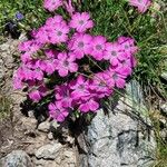 Dianthus alpinus Õis