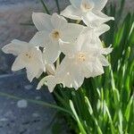 Narcissus papyraceusBlüte