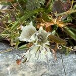 Gentiana algida Maua