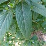 Barleria cristata Leaf