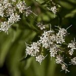 Stevia serrata Flower