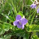 Viola canina फूल