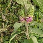 Lantana trifolia Fruit