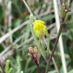 Diplotaxis muralis Blüte