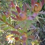 Leucadendron salignum Flor