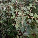Cotoneaster pannosus برگ