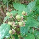 Rubus occidentalis Froito