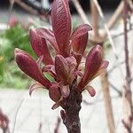 Cotinus coggygria Lehti