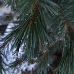 Pinus parviflora Blatt