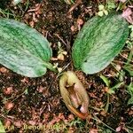 Ambrosina bassii Habit