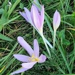 Colchicum multiflorumKvět