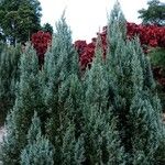 Juniperus scopulorum Hábitos