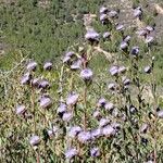 Globularia alypum Λουλούδι