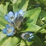 Gentiana cruciataFlower