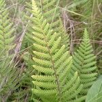 Arthropteris orientalis Leaf