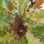 Quercus infectoria 果實