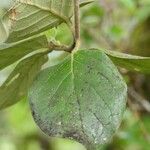 Monimia rotundifolia Leaf