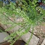 Artemisia dracunculusΛουλούδι