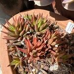 Haworthia angustifolia Foglia