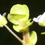 Bacopa salzmannii Flower
