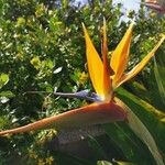 Strelitzia reginaeKwiat