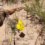 Oenothera hartwegii Kvet