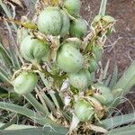 Yucca baccata Fruto