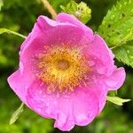 Rosa virginiana Flor