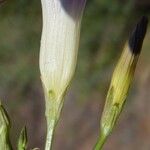 Ipomoea ternifolia Floare