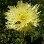 Urospermum dalechampii Λουλούδι