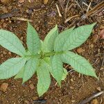 Inga edulis Leaf