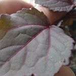 Hibiscus acetosella Φύλλο