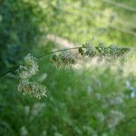 Dactylis glomerataFlower