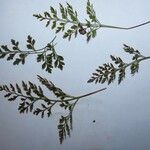 Asplenium cuneifolium Лист