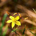 Hypericum linariifolium Flor