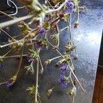 Salvia columbariae Flower