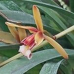 Cymbidium finlaysonianum Flor