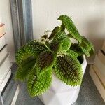 Pilea mollis Hoja