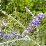 Salvia abrotanoidesBlomma