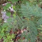 Albizia brevifolia Лист