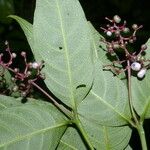 Psychotria deflexa Blomst