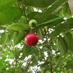 Muntingia calabura Fruit