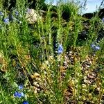 Salvia azurea Flor