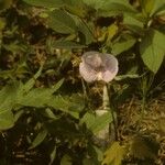 Clitoria mariana Habitus