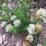 Trifolium ochroleucon Flower