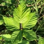 Rubus ferus Folha